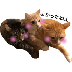 佐野家の猫たち