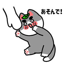Cute Baby Cat Jack