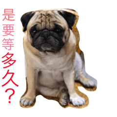 vievieguo pug