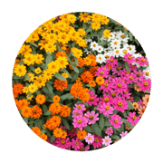 Summer Flower