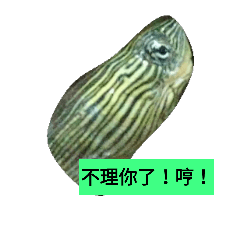 幸運烏龜和福氣狗狗