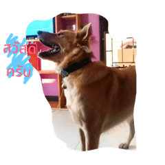 The dog is crazy