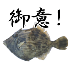 Thread-sail filefish BUSHI ver