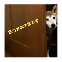 kuranosuke is DOG