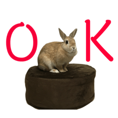 Koharu of rabbit