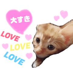 我が家のれおん