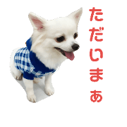 Chihuahua good morning