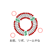 Everyone is liposome!