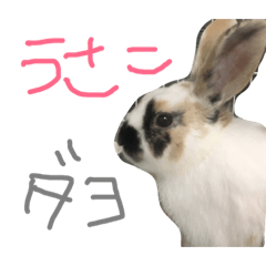 my rabbit is USAKO