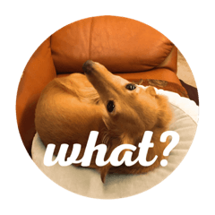dachshund doggo stickers