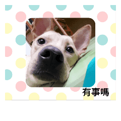 台灣犬路易王 Line貼圖 Line Store 台灣犬路易王 Line貼圖 Line Store