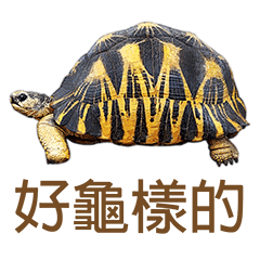 Words of Turtles - Chinese