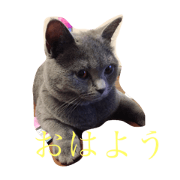 uchidamyu
