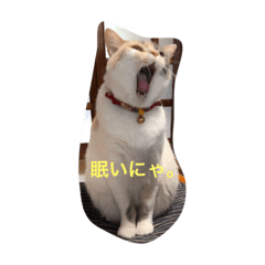 life of aoi