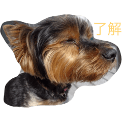 dog.rui/tenten