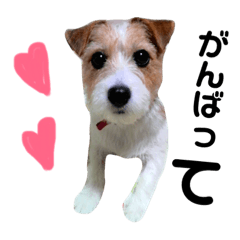 愛犬シリーズ★ココアちゃんスタンプ