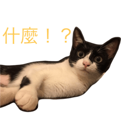 QMiMuLa