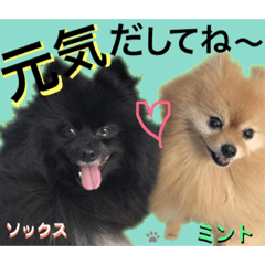casualGreetings     Hina' s friend dogs