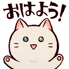 Lovely cat shiro