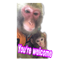 Monkey's English is a simple sticker