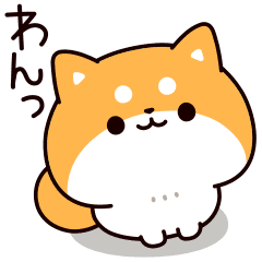 Answer midget Shiba dog