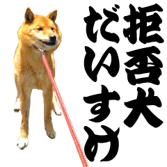 Shiba-inu dog Daisuke Stickers