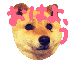 shibainuHANA