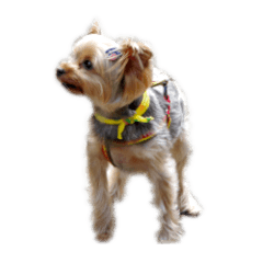 a cute yorkie sticker