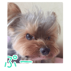 awesome little yorkie poo