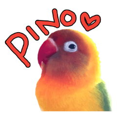 LOVEBIRD PINO