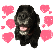 arashi dog