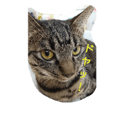 Kijitoracook