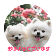 himeheart 081011253
