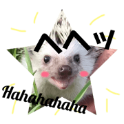 hedgehog_puu