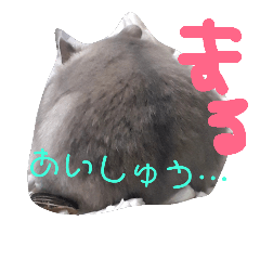 i am maru!!