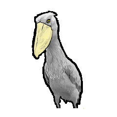 cool shoebill