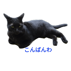 animal mode 2