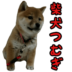 Puppy's Tsumu-chan