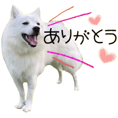 日本スピッツ子犬のユキの可愛いスタンプ Line スタンプ Line Store