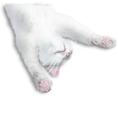 Stretch Stray Cat 2