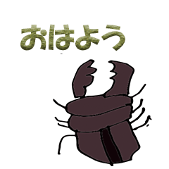 Stag beetle japanese