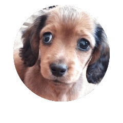 Ddchshund.Cookie