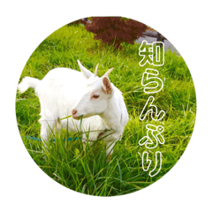 Hime and Masao /Goats Stamp