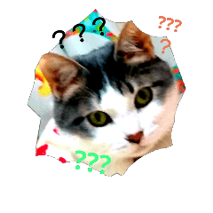cat love mayu