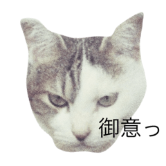 daifuku the cat