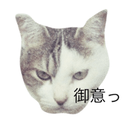 daifuku the cat