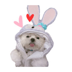 馬魯的日常生活日記