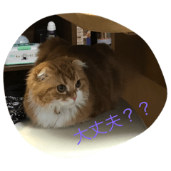 Everydaymainichi