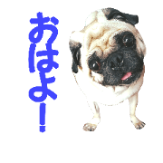 pug water2
