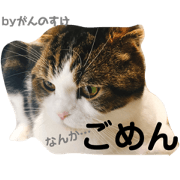 Scottish Fold Gannosuke